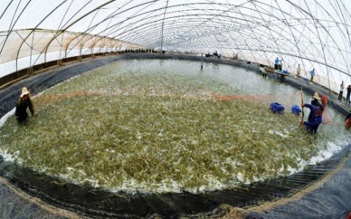 Plan to develop shrimp industry submitted