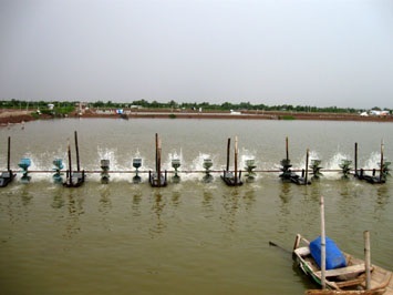 Go Cong Dong (Tien Giang) Over 19,000 MT aquatic products of fishery production