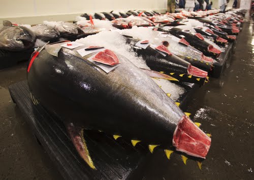 U.S. Fresh Yellowfin Imports Keep Growing Despite High Prices