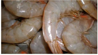 US seafood imports slip shrimp falls 8.7%