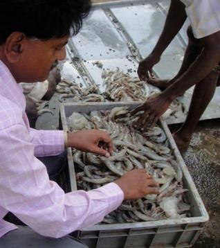Value of Indias vannamei shrimp exports nearly doubled last FY