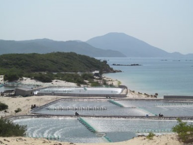Van Ninh (Khanh Hoa) Bumper crop of vannamei farming on sand
