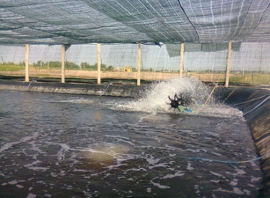 First VietGAP certificate for farmed shrimp in Ba Ria Vung Tau