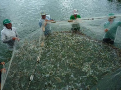Soc Trang Farming shrimp under Viet GAP