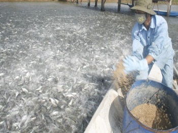 VietGAP adopted by all pangasius farms by 2016