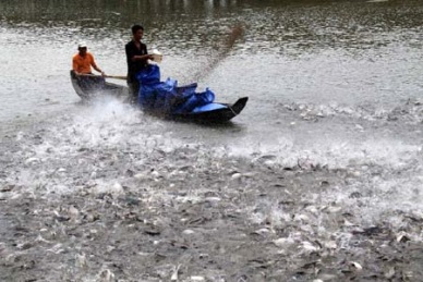 Mekong Delta uses high-tech methods to raise tra fish