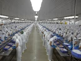 Dong Thap Fish production under international standards