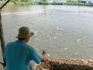 Vinh Long Down in pangasius farming area