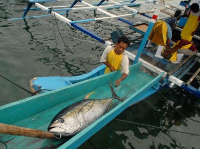 Indonesia Listed ASEANs Top Tuna Exporter