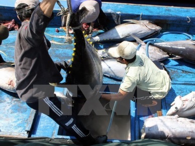 Tuna export revenue surges 21 percent