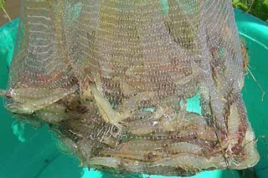 High potential for whiteleg shrimp farming in Tra Vinh