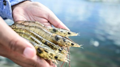 Researchers struggling to develop EMS test