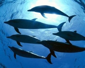 WTO To Review US Compliance In Tuna- Dolphin Dispute
