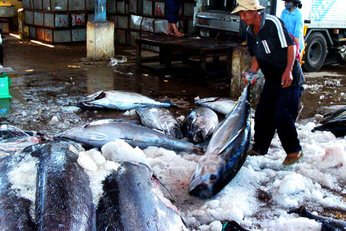 Tuna exports to the U.S. reduced slightly