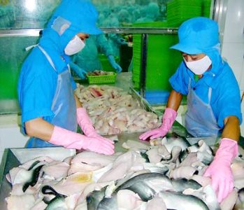 Pangasius exports grew slowly in Jan-Apr 2012