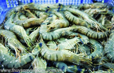Au Vung Co Shrimp exports increased over 40%