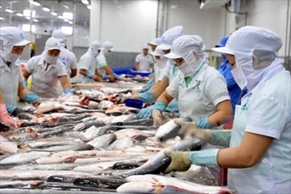 Pangasius exports bounced back after the decline 