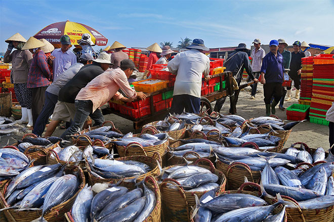 Ba Ria  Vung Tau province has 8 designated fishing ports to verify origins of caught fisheries products