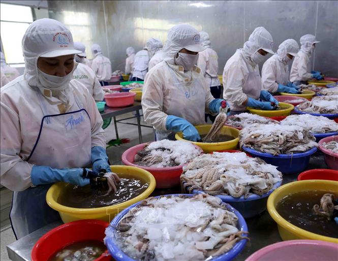 Vietnam cephalopod exports to China increased by 21