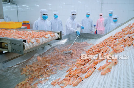Bac Lieu province hightech shrimp with a yield of nearly 23 tonsha