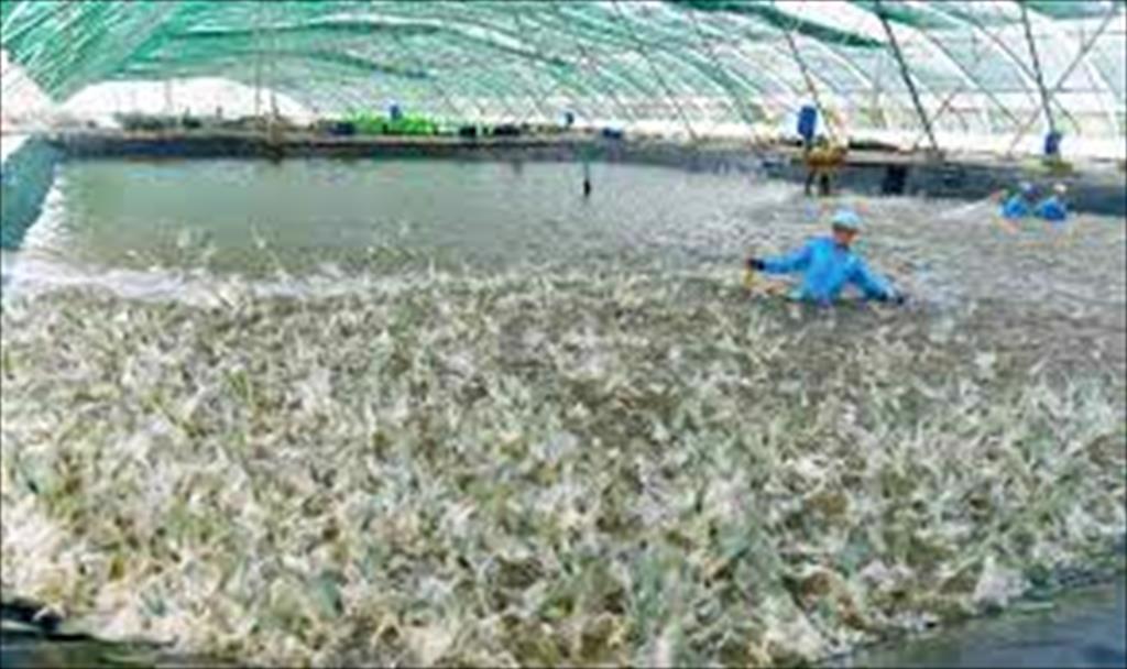 Soc Trang Ca Mau Bac Lieu lead in shrimp exports in Vietnam