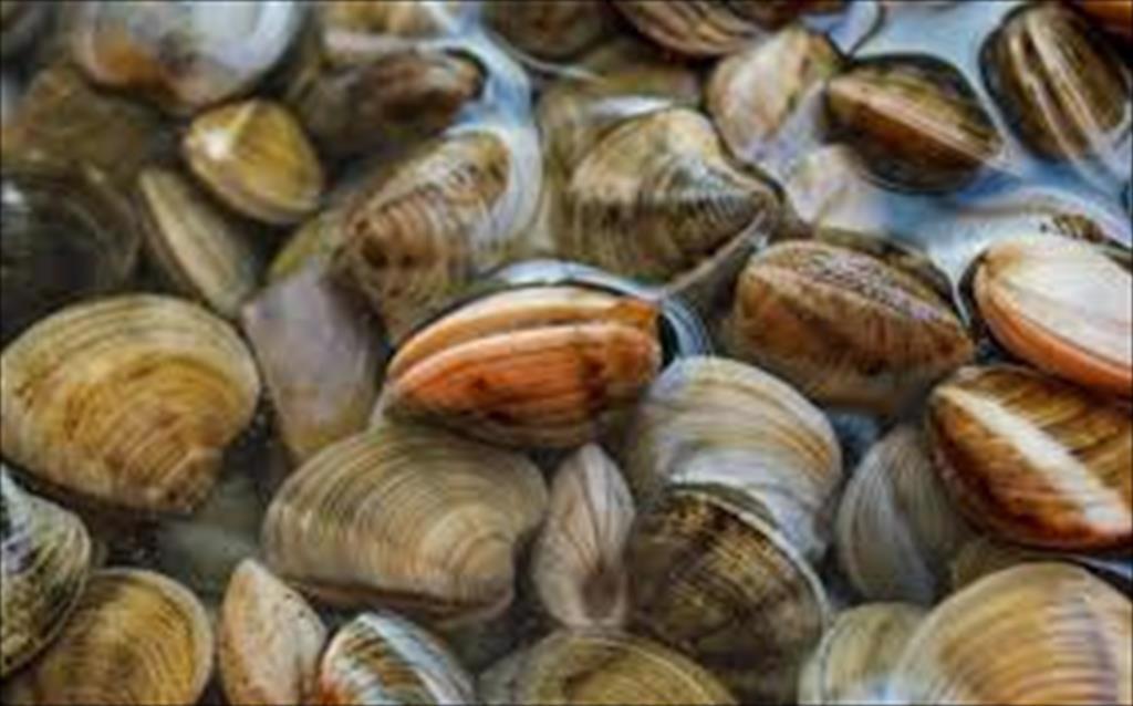 Vietnam clam exports in the first 8 months of 2021 increased by 54