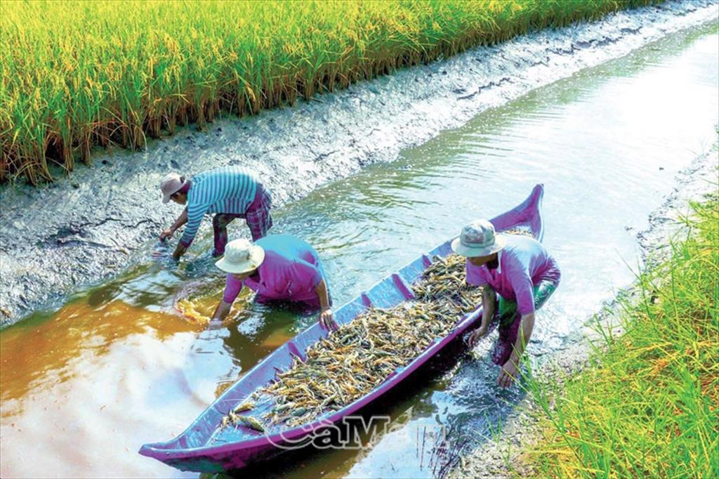 The Mekong Delta raises shrimp and rice with high economic efficiency