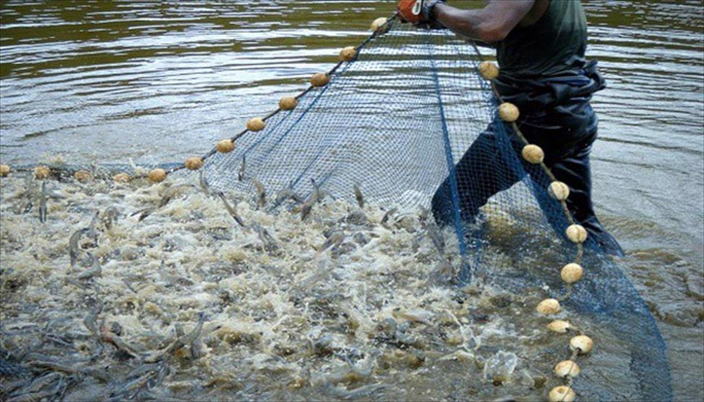 Shrimp industry in the Mekong Delta gradually recovers