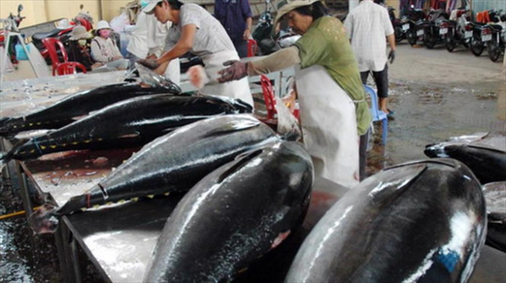 Ocean tuna of Binh Dinh province will have a stable market