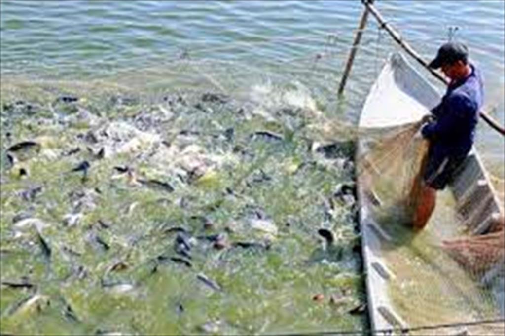 Dong Thap Province A Dutch corporation proposes a project to develop an aquaculture chain with a scale of 268ha