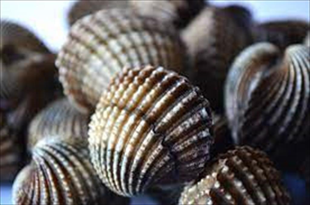 Vietnam mollusk shells exports in the first quarter reached over 30 million USD