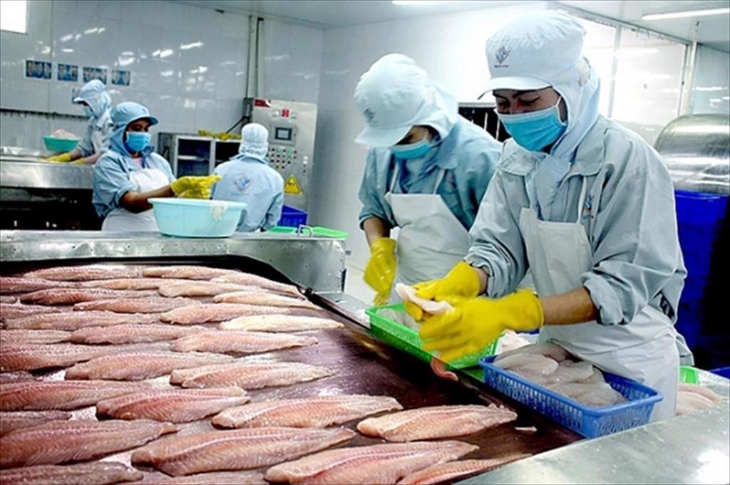 Vietnamese pangasius exports are overflowing into markets