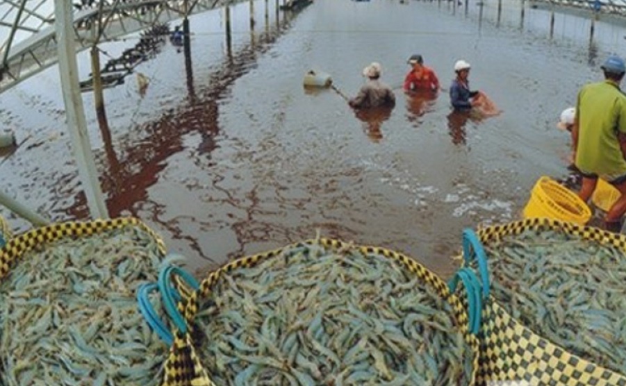 Vietnam fisheries production increased by 2 in the first 4 months of 2022