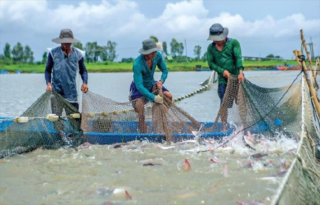 Dong Thap Province Creating a largescale specialized production area for pangasius farming