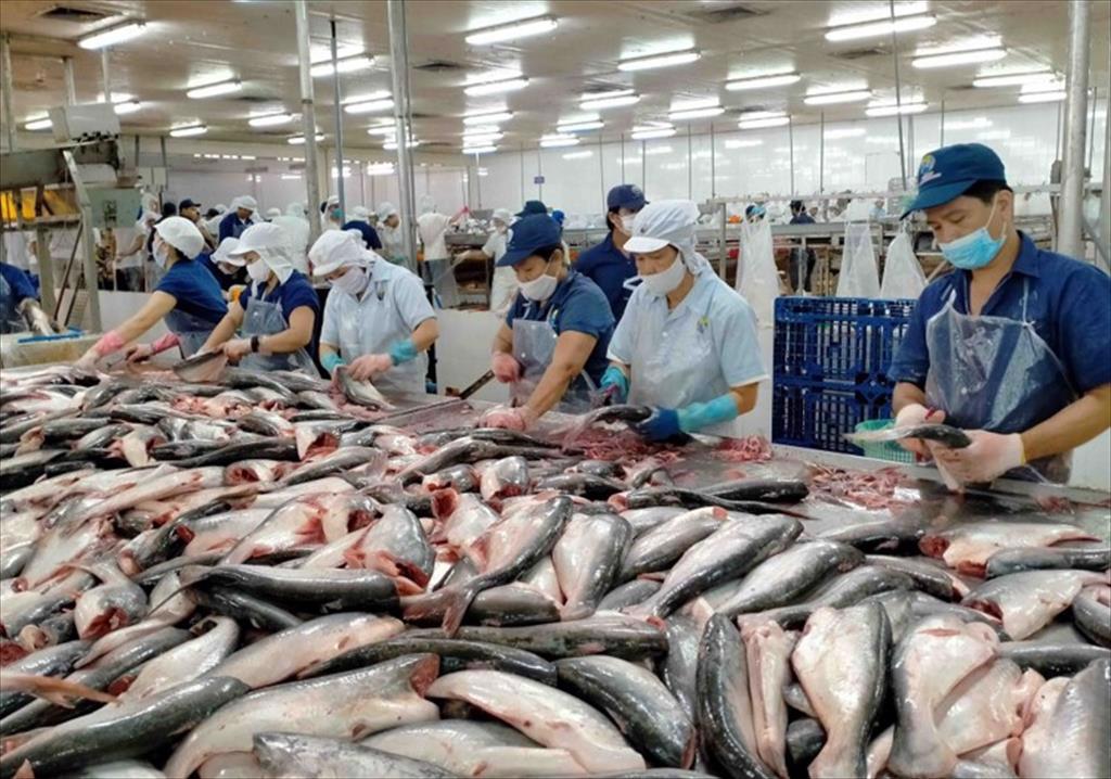 In H12022 pangasius production in Dong Thap province reached more than 240000 tons