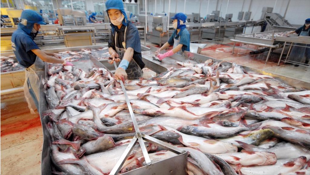 Pangasius exports in the first half of the year increased sharply to three major markets