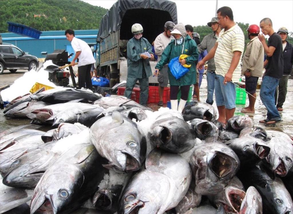 Vietnam tuna exports to the EU dropped in the second quarter of 2022