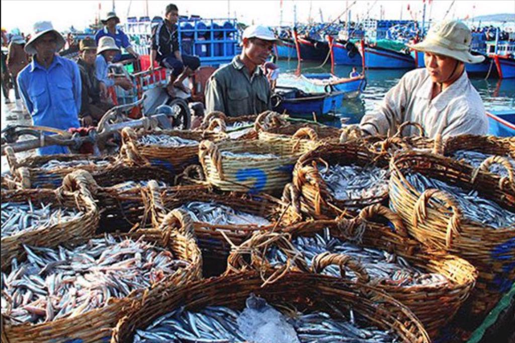 Ben Tre’s fishery production is estimated at over 17000 tons in July 2022