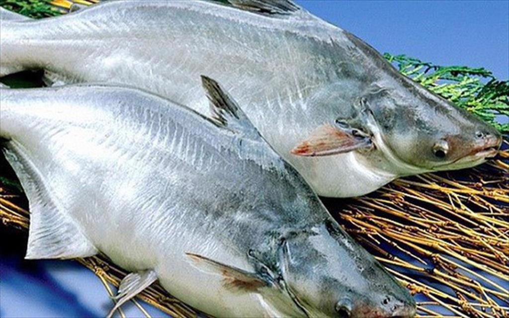  Export Vietnam pangasius expects to grow after the second quarter 2023