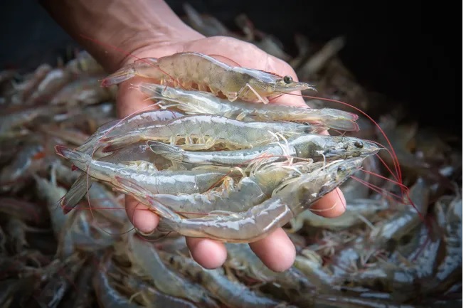 Shrimp exports in May 2023 Positive signals from some small markets