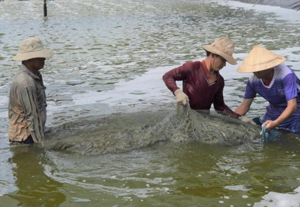 Ca Mau Total seafood output in 8 months reached 425000 tons
