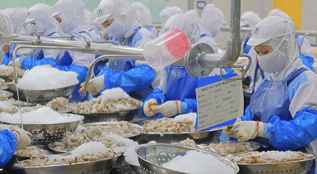 Sao Ta Foods JSC FMC Shrimp exports breakthrough in the fourth quarter of 2023