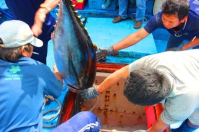 Value chains help Vietnamese tuna become more competitive