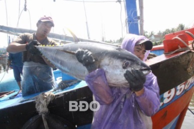 Binh Dinh Ocean tuna output increased by 4%