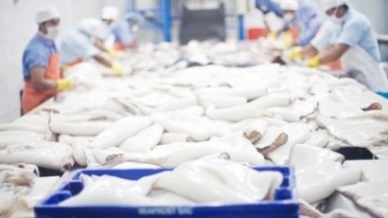 Cephalopod exports decreased 10% in Jan-Sep 2019
