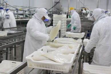 ASEAN boosted imports of livefreshfrozen squid from Vietnam