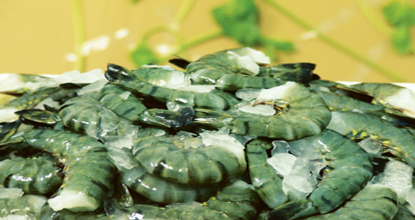 Agroforestry, fisheries earn 1.8 billion USD 