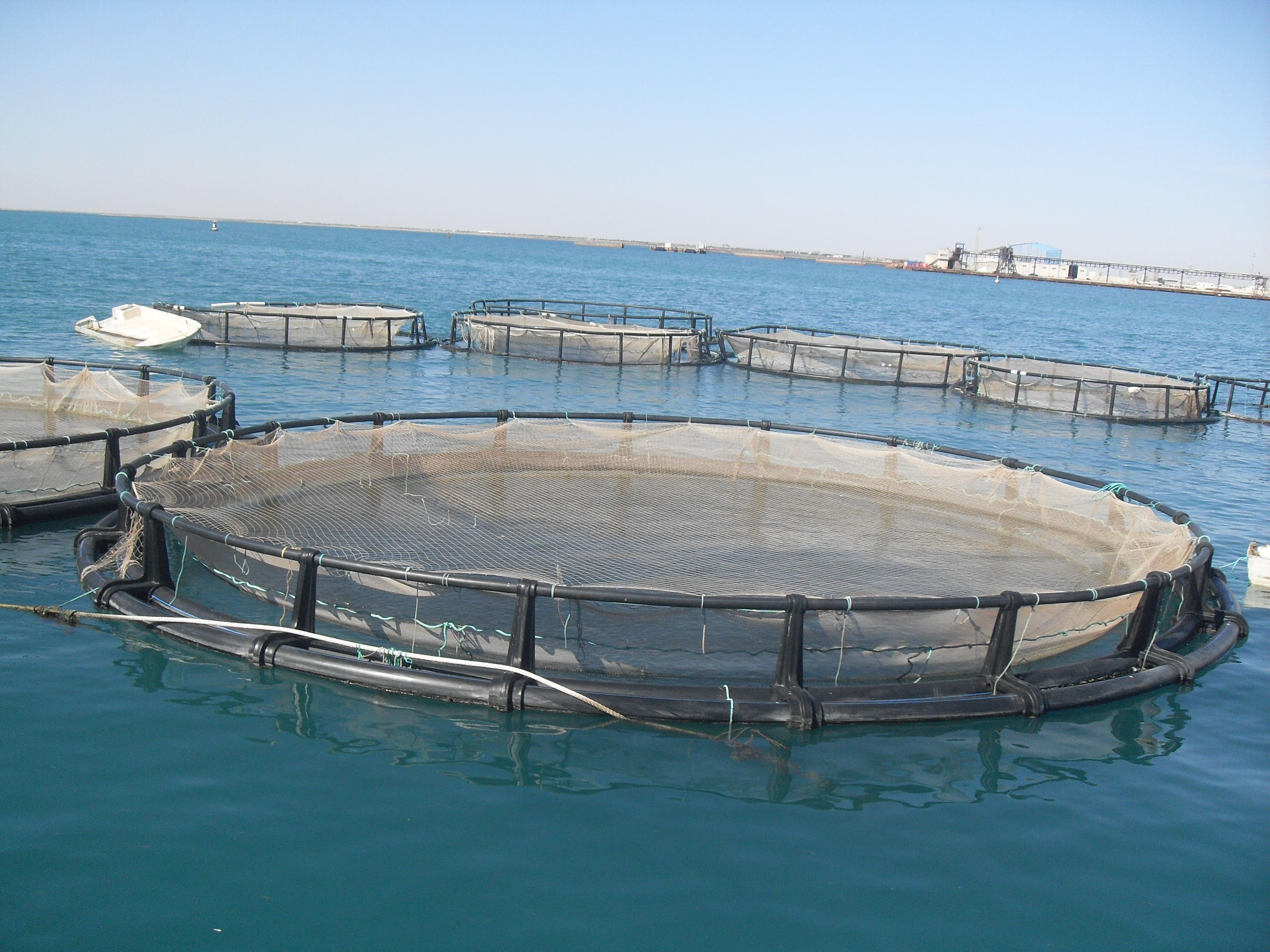 Aquaculture growing faster than any other feed sector