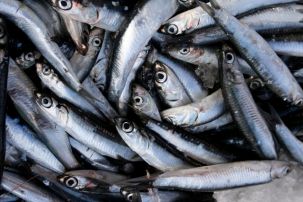Peruvian fish production likely to fall 5% this year