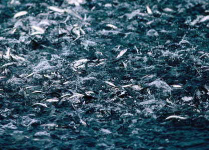 2011 Global Pelagics Sector Supply Down, Prices Up 